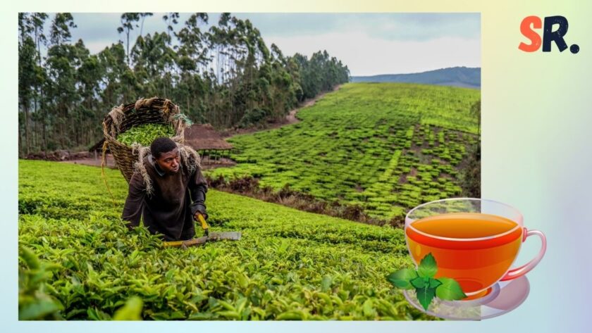 petani di kebun teh