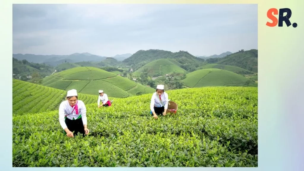 kebun teh di Indonesia